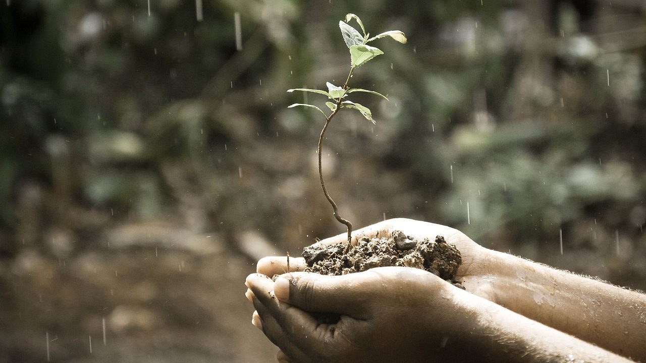 hands, plant, soil