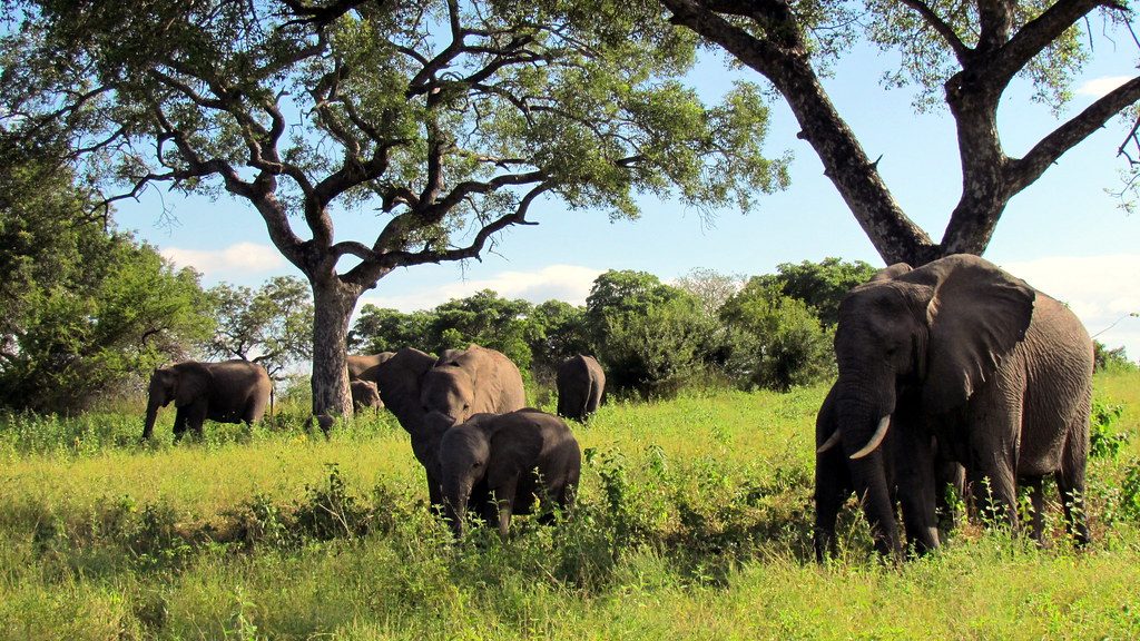 Kruger National Park, South Africa.  5 Awe-Inspiring National Parks You Need to Visit