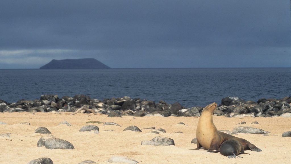 Galápagos Islands, Ecuador