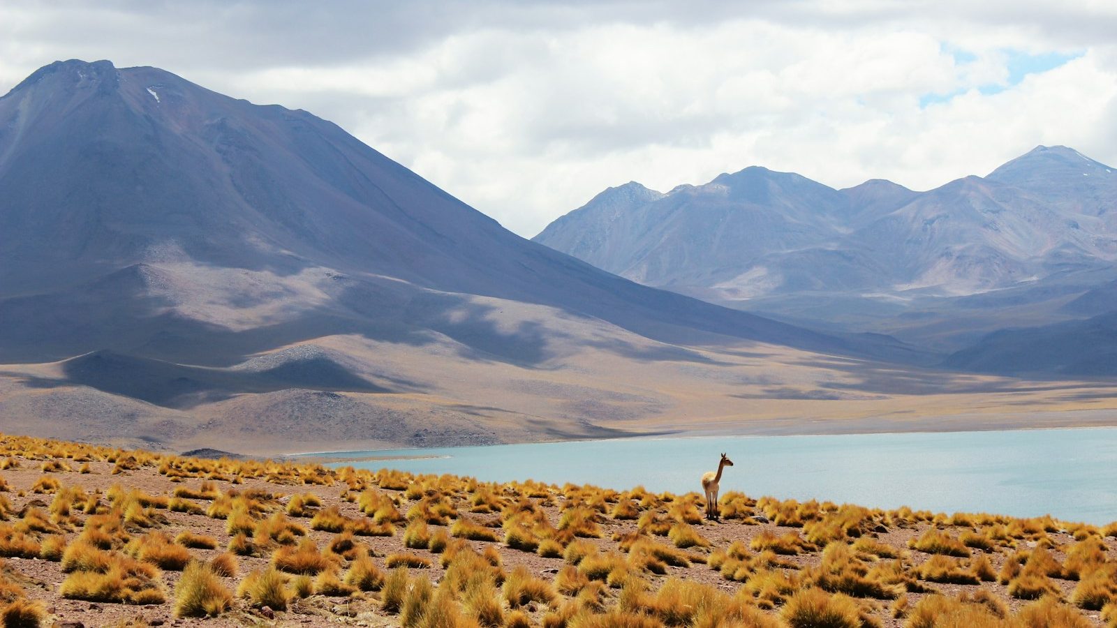 animal standing near body of water and mountains