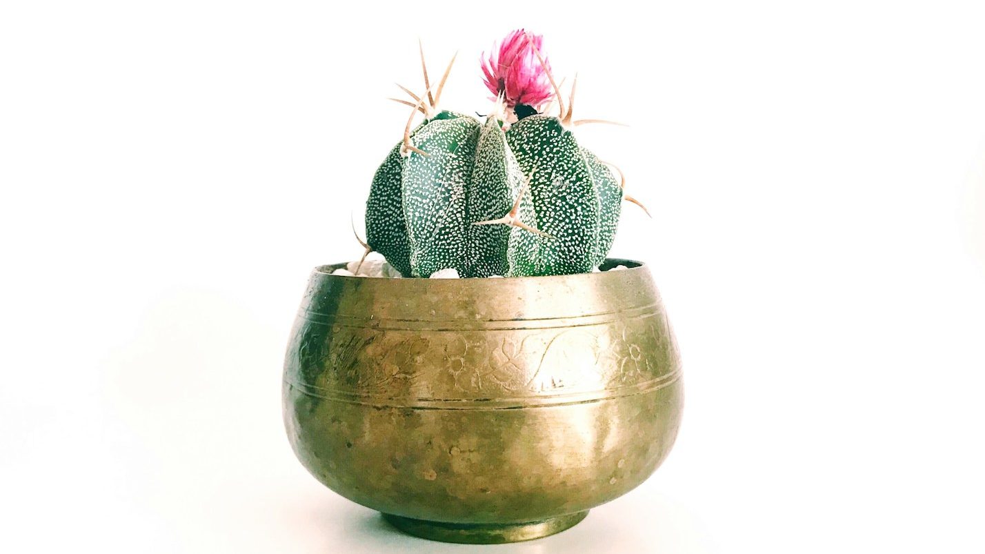 pink petaled flower cactus plant on brass-colored pot. 7 Essential Life Lessons You Need to Learn Now