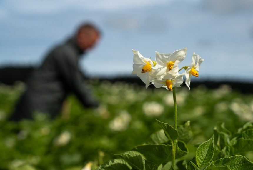 International Day of Plant Health