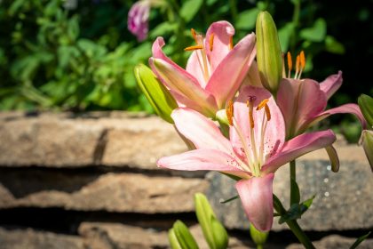 a close up of a pink flower near a stone wall