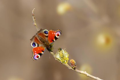 Beautiful European Peacock Butterfly resting on a twig in natural habitat.