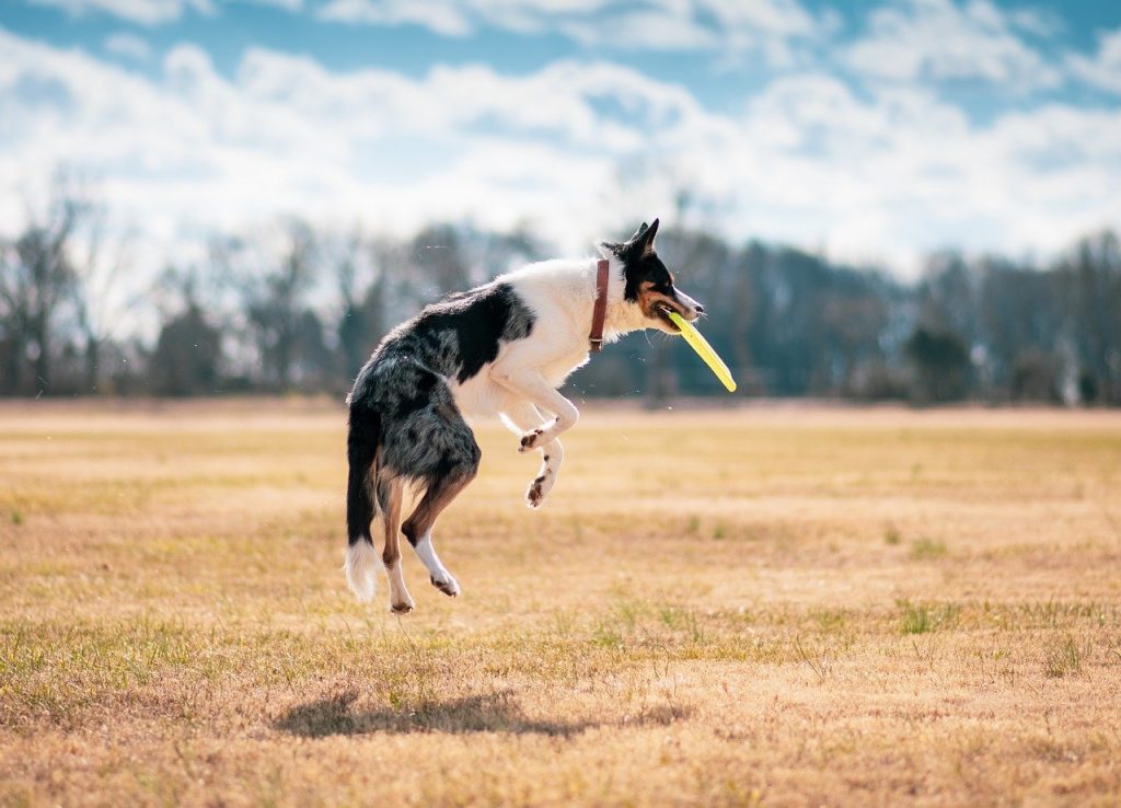 dog, nature, fetch Dream Pet Link