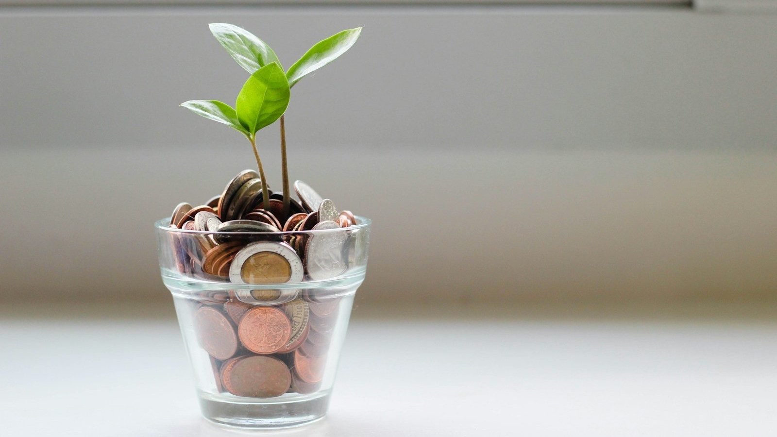 green plant in clear glass cup Investment Micro Influencers