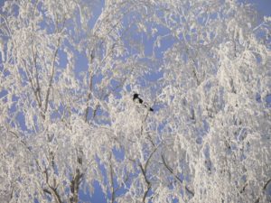 Fødselsstatistikk-babyteppe: Januar