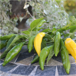 Sommerplanter i Hillerød - Citron Aji Limon Chili (styrke 7)