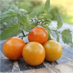 Sommerplanter i Hillerød - Sungold orange cherry tomat