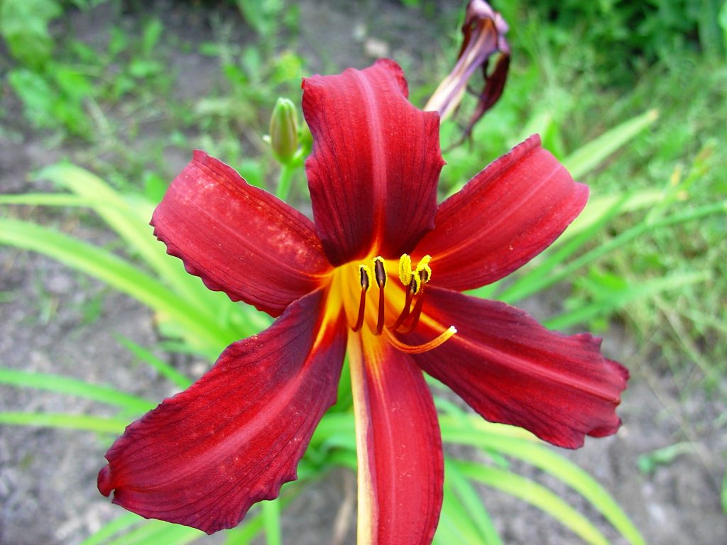 Stauder Hemerocallis hyb. 'Crimson pirat