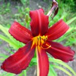 Stauder Hemerocallis hyb. 'Crimson pirat