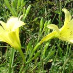 Stauder Hemerocallis hyb. 'Flava'