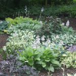 Staudebede Hosta bed – Hillerød Staudegartneri