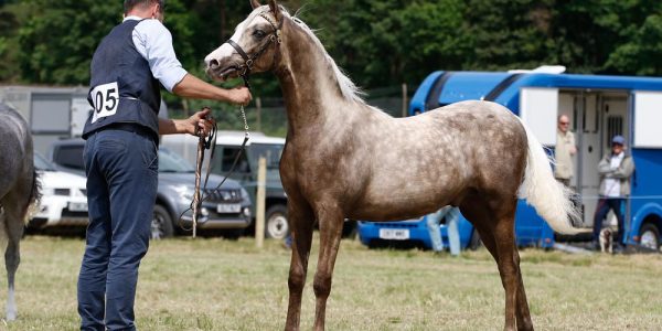 Eyarth Alonso – 2nd place at Native Breeds Festival