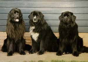 Drie grote voornamelijk zwarte Newfoundlanders op zittend op een rij voor een houten schutting kijkend in de lens