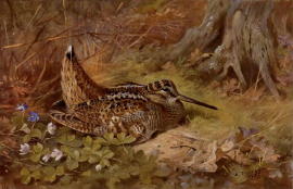 Archibald Thorburn pictures prints original artwork