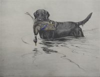 George Vernon Stokes Etching Black Labrador