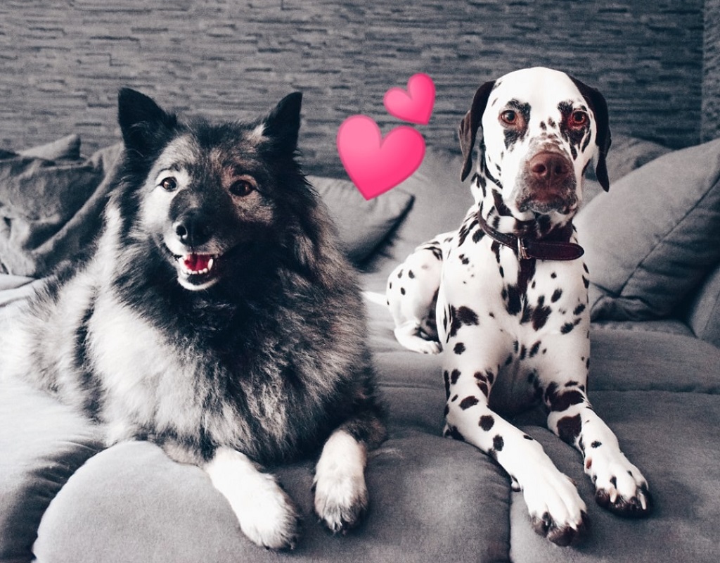 Können sich Hunde verlieben ? <3 Wir klären auf - Sternenhund