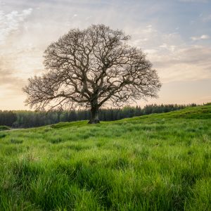 the bare oak