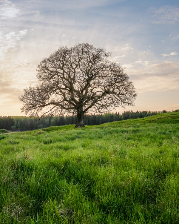 the bare oak