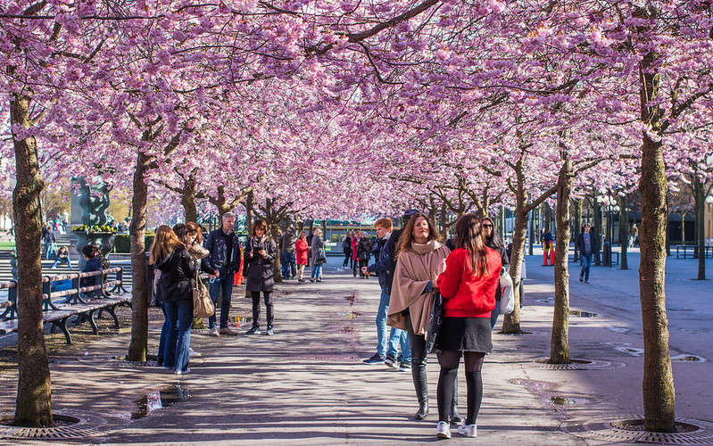 La primavera a Stoccolma a Kungsträdgården e i ciliegi giapponesi