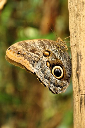 Annelie Hammarfeldt - Ett vakande öga