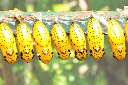 Annelie Hammarfeldt - I väntan på att bli klara