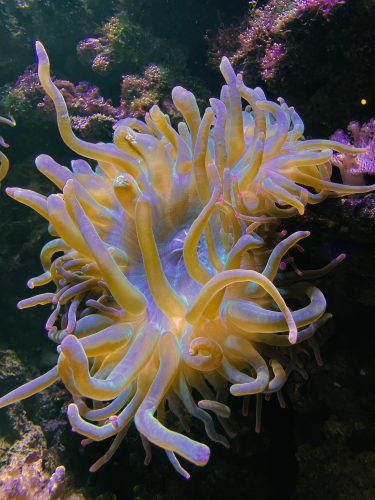 Annelie Hammarfeldt - Konstverk