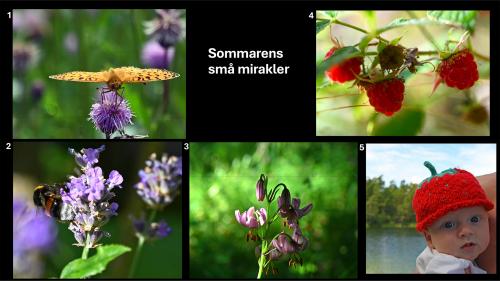 F-9.-Sommarens-sma-mirakler