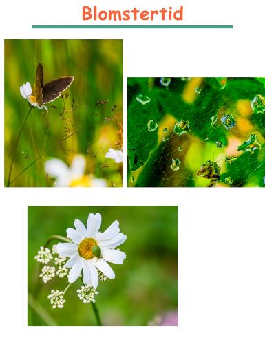 Blomstertid_sammanställning