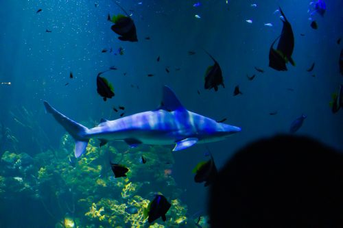 Kåre Gustafsson - Fjärilshuset-01