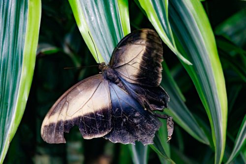 Kåre Gustafsson - Fjärilshuset-02