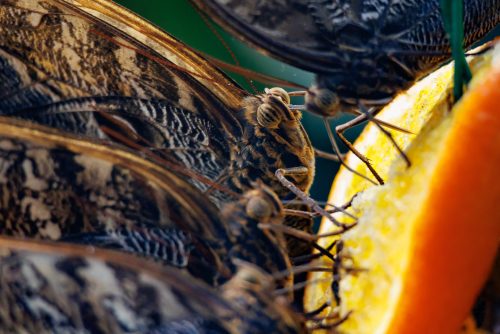 Kåre Gustafsson - Fjärilshuset-03