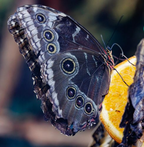 Kåre Gustafsson - Fjärilshuset-04