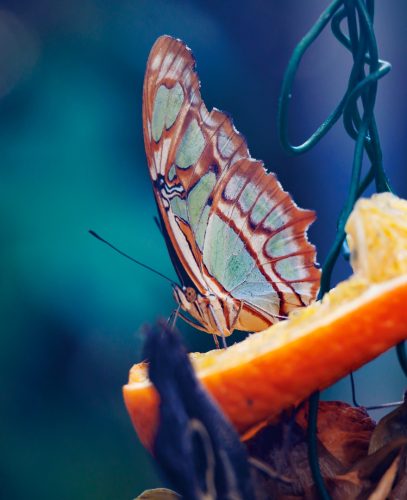 Kåre Gustafsson - Fjärilshuset-05