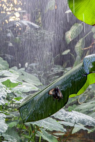 Lena Lindblom Backman - Fjäril 4