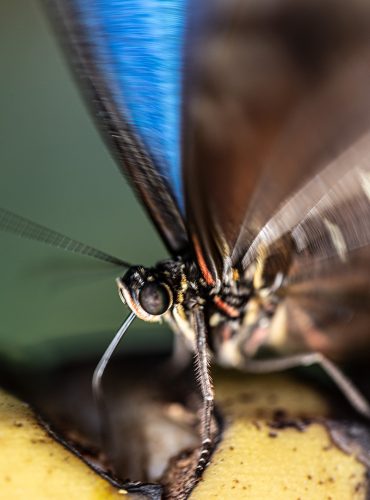 Lena Malmsten-Bäverstam - fjäril-1