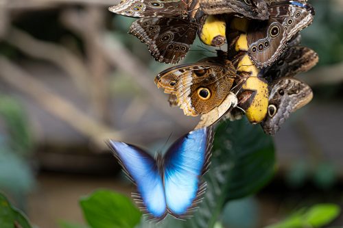Lena Malmsten-Bäverstam - fjäril-2