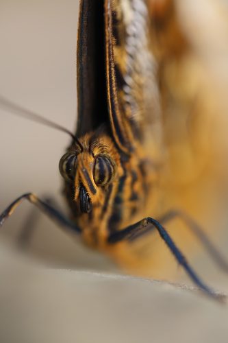 Lena Malmsten-Bäverstam - fjäril-3