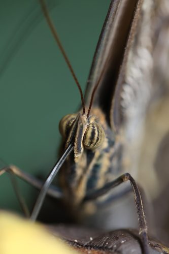 Lena Malmsten-Bäverstam - fjäril-4