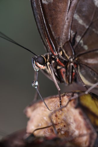 Lena Malmsten-Bäverstam - fjäril-5