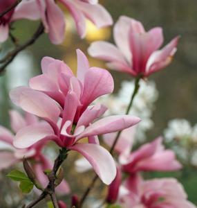 Foto: Marianne Ekdahl - Magnolia