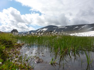 Gastenkamer: Fjäll, betekent gebergte in het Zweeds