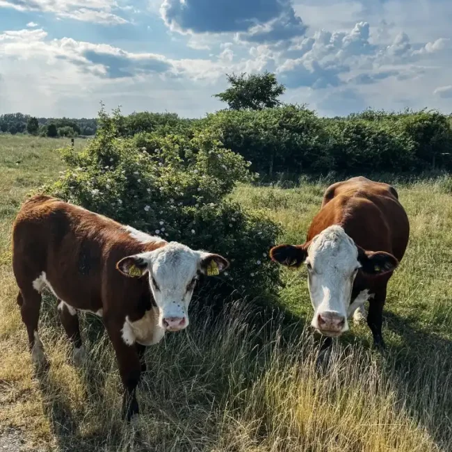 Abonnera gården året runt