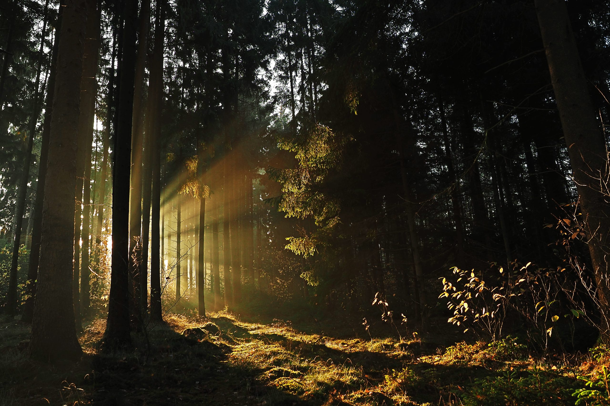 Understory - photo by Pascal van de Vendel on Unsplash