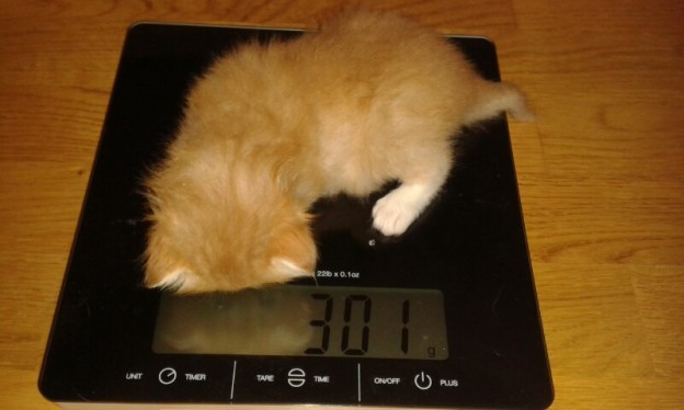 Kattungen Spira vägs in när hon fyllde tre veckor.