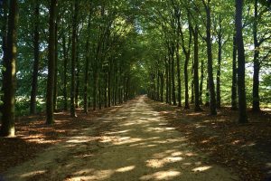 Paths Trees Greenery Forests Parks Pathways