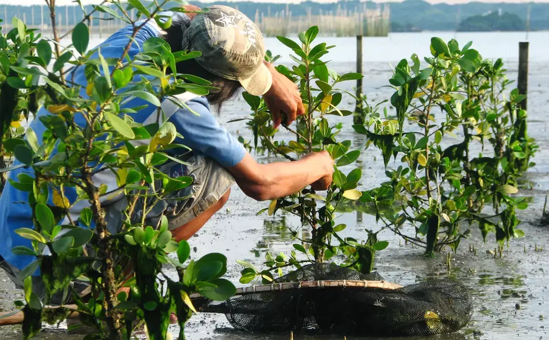 mangroves-Restoration-Impact-ESG-CSR-Stramasa-Philippines