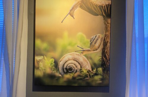 Strand låter naturen komma in