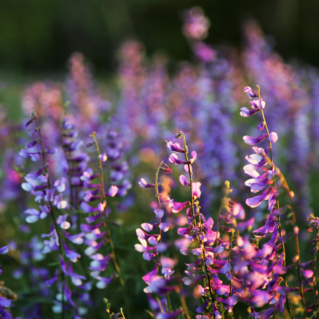 Sommar natt i Höga Kusten